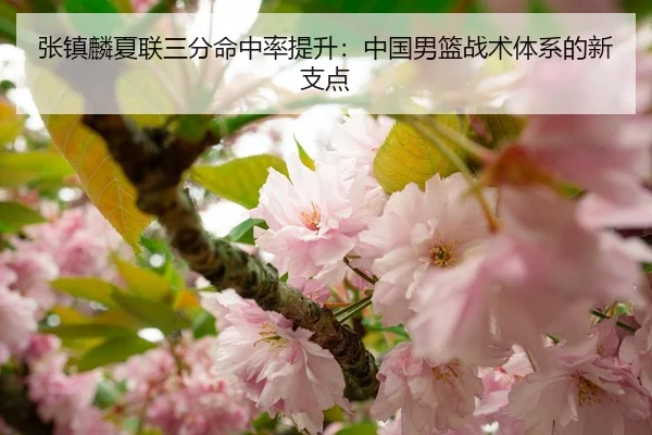 张镇麟夏联三分命中率提升：中国男篮战术体系的新支点